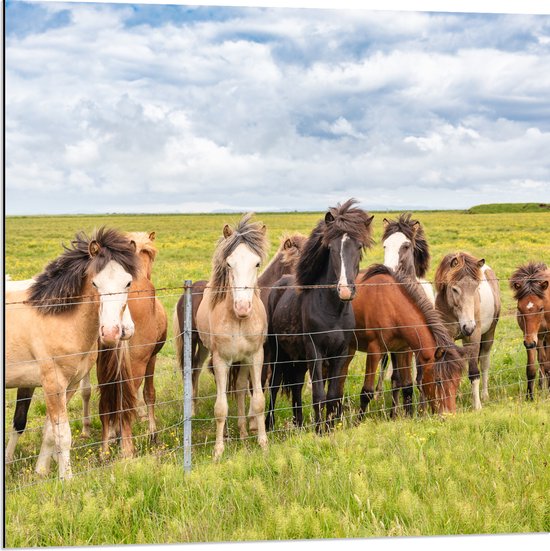 Dibond - Kudde IJslander Paarden in Groene Wei onder Schapenwolken - 80x80 cm Foto op Aluminium (Wanddecoratie van metaal)