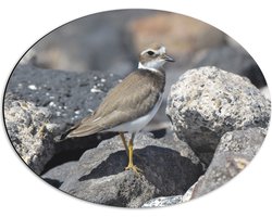 Dibond Ovaal - Japanse Bontbekplevier Vogel in het Grijs op Grijze Stenen - 56x42 cm Foto op Ovaal (Met Ophangsysteem)