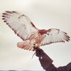 JM Airis - Wild Birds (2 LP)