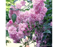2x Rosa 'The Fairy' - Bodembedekkende roos in pot C1,3