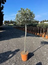 Olijfboom - Olea Europaea Ø27