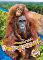Animals at Risk - Orangutans