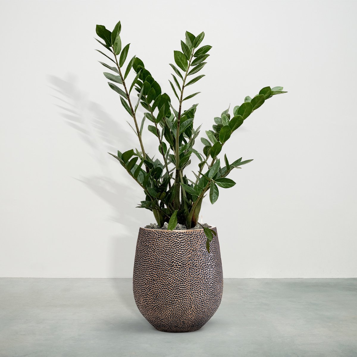 Plant in a Box - Kentia Palmier XXL - Howea Forsteriana - Plante verte  interieur vivante - Purifiante - Pot 24cm - Hauteur 150-170cm : :  Jardin