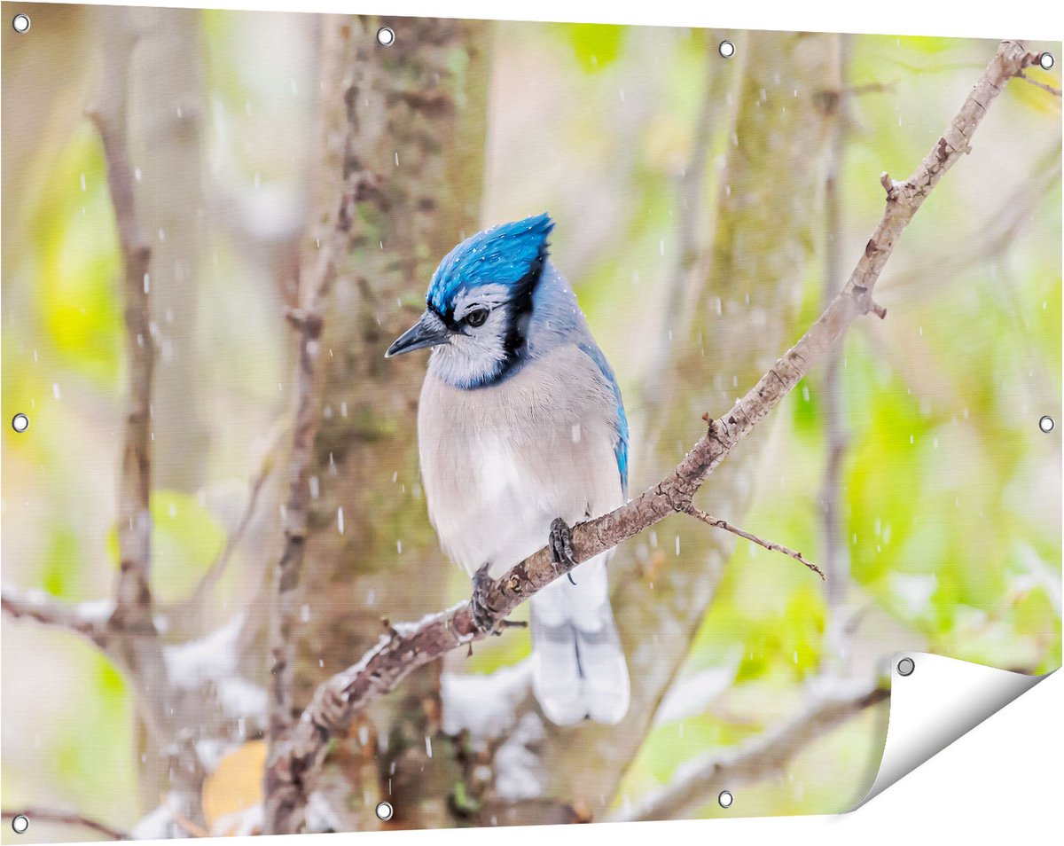 Gards Tuinposter Blauwe Gaai Vogel in de Sneeuw - 120x80 cm - Tuindoek - Tuindecoratie - Wanddecoratie buiten - Tuinschilderij Multikleur