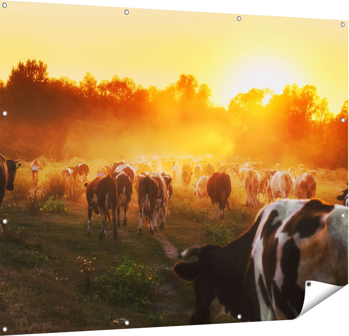 Gards Tuinposter Kudde Koeien in Weiland bij Zonsondergang - 150x120 cm - Tuindoek - Tuindecoratie - Wanddecoratie buiten - Tuinschilderij Multikleur