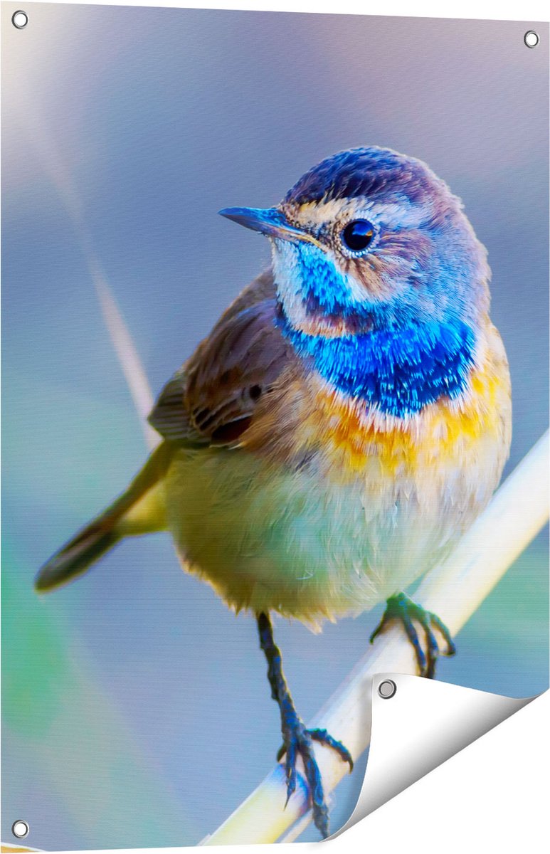 Gards Tuinposter Kleurrijke Blauwborst Vogel op een Tak - 60x80 cm - Tuindoek - Tuindecoratie - Wanddecoratie buiten - Tuinschilderij Multikleur