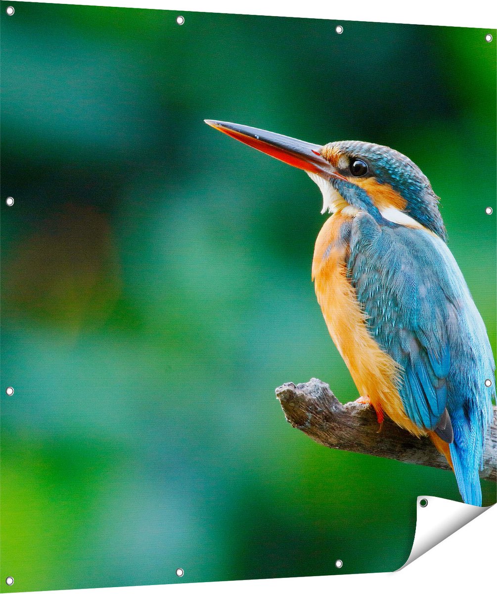 Gards Tuinposter Blauw Oranje IJsvogel op een Tak - 120x120 cm - Tuindoek - Tuindecoratie - Wanddecoratie buiten - Tuinschilderij Multikleur