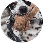 Dibond Muurcirkel - Dalmatiër Hond Spelend met Bruine Knuffel - 90x90 cm Foto op Aluminium Muurcirkel (met ophangsysteem)