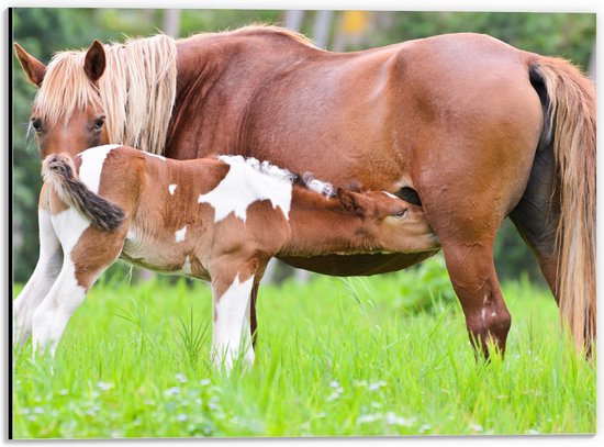 Dibond - Bruin met Wit Gevlekt Veulentje Drinkend bij Moeder in het Grasveld - 40x30 cm Foto op Aluminium (Met Ophangsysteem)