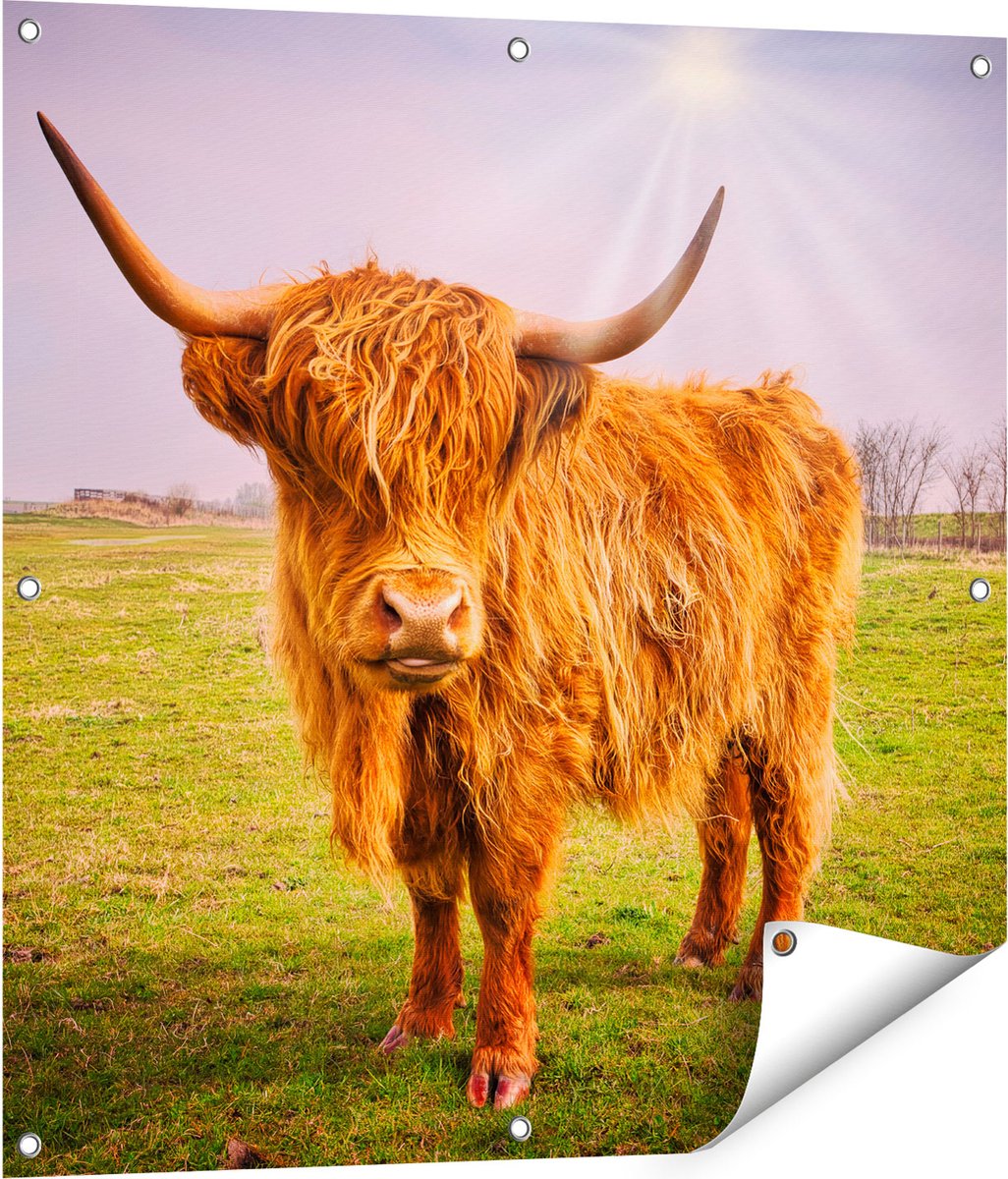 Gards Tuinposter Bruine Schotse Hooglander Koe - Kleur - 80x80 cm - Tuindoek - Tuindecoratie - Wanddecoratie buiten - Tuinschilderij Multikleur