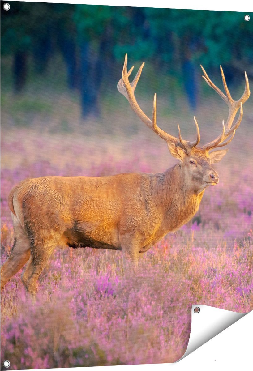 Gards Tuinposter Hert in de Weide tijdens Zonsondergang - 80x100 cm - Tuindoek - Tuindecoratie - Wanddecoratie buiten - Tuinschilderij Multikleur