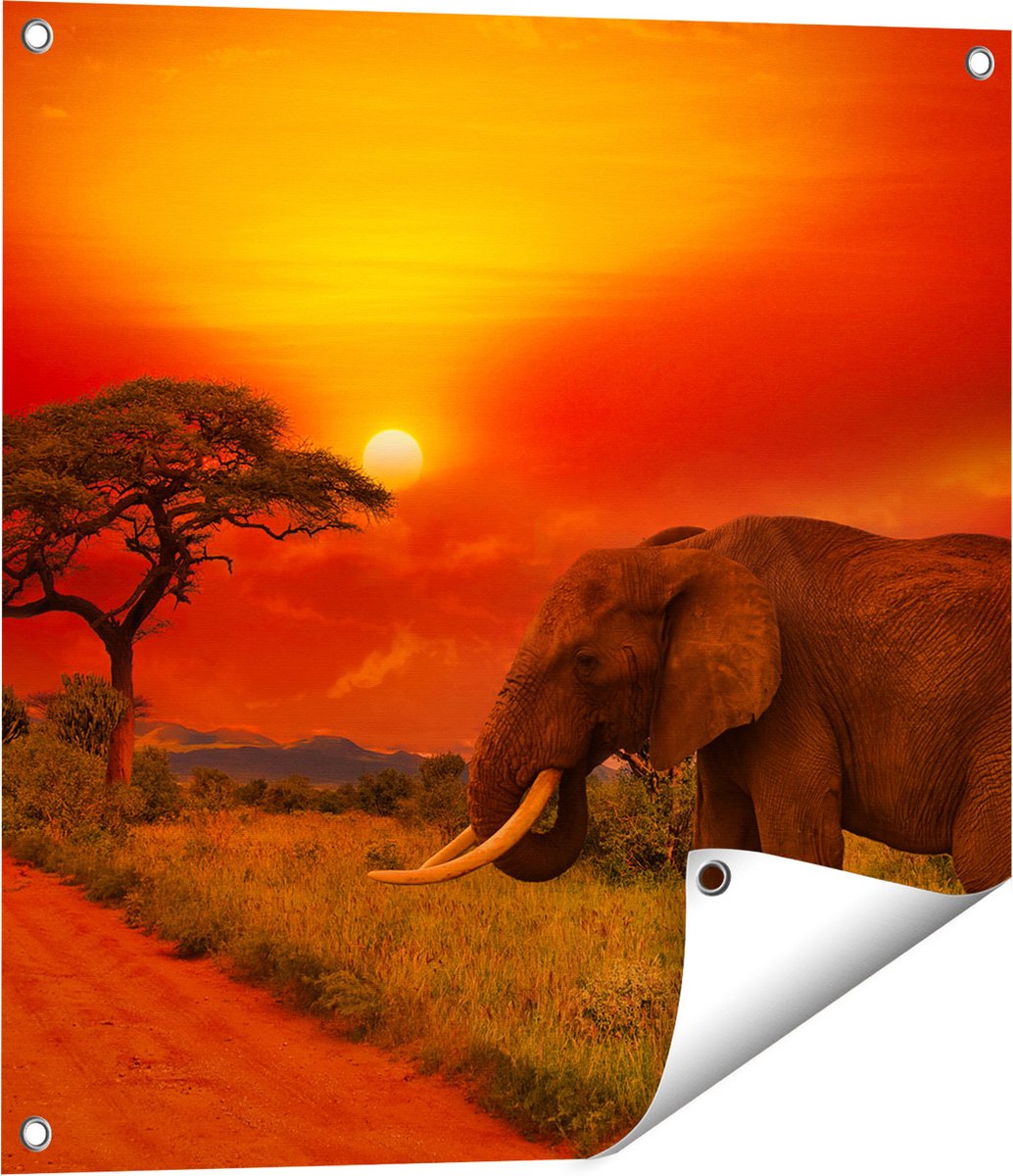 Gards Tuinposter Olifant in het Wild tijdens Zonsondergang - 60x60 cm - Tuindoek - Tuindecoratie - Wanddecoratie buiten - Tuinschilderij Multikleur