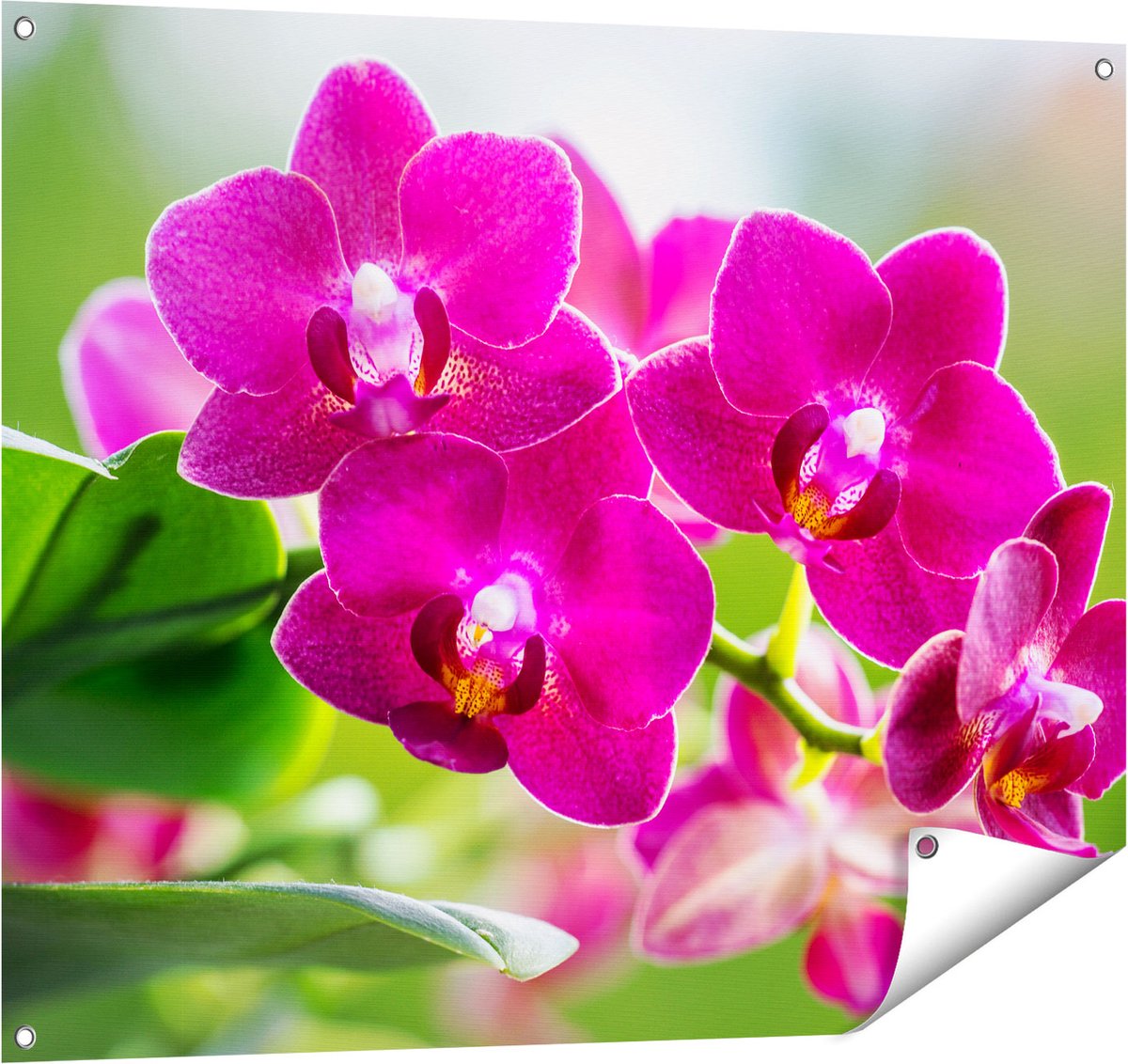 Gards Tuinposter Roze Orchidee Bloemen - 100x80 cm - Tuindoek - Tuindecoratie - Wanddecoratie buiten - Tuinschilderij Multikleur