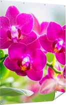 Gards Tuinposter Roze Orchidee Bloemen - 120x160 cm - Tuindoek - Tuindecoratie - Wanddecoratie buiten - Tuinschilderij