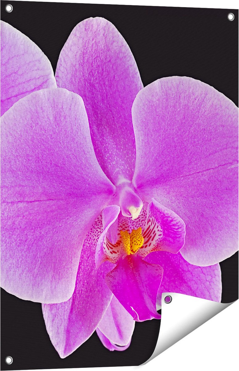 Gards Tuinposter Licht Paarse Orchidee - Bloem - 60x80 cm - Tuindoek - Tuindecoratie - Wanddecoratie buiten - Tuinschilderij Multikleur