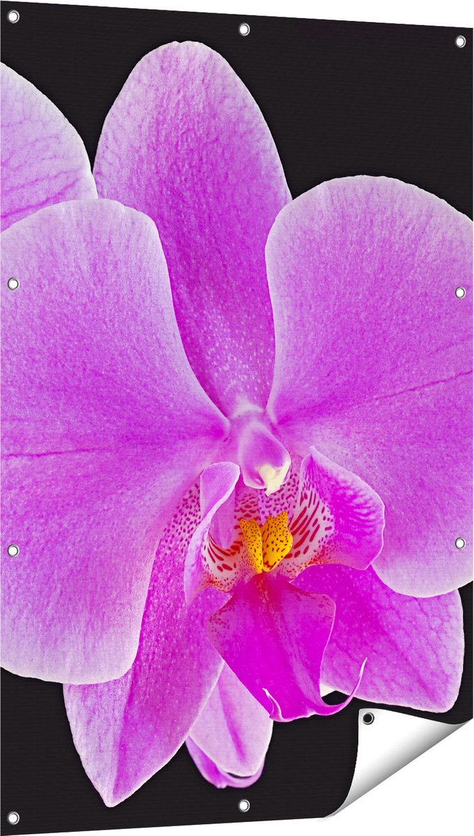 Gards Tuinposter Licht Paarse Orchidee - Bloem - 80x120 cm - Tuindoek - Tuindecoratie - Wanddecoratie buiten - Tuinschilderij Multikleur