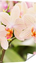 Gards Tuinposter Gestreepte Witte Orchidee Bloemen - 80x120 cm - Tuindoek - Tuindecoratie - Wanddecoratie buiten - Tuinschilderij