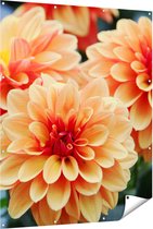 Gards Tuinposter Oranje Dahlia Bloemen - 120x150 cm - Tuindoek - Tuindecoratie - Wanddecoratie buiten - Tuinschilderij