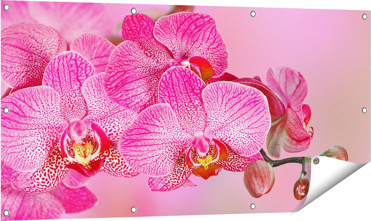 Gards Tuinposter Roze Orchidee Bloemen - 120x60 cm - Tuindoek - Tuindecoratie - Wanddecoratie buiten - Tuinschilderij Multikleur