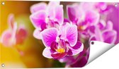 Gards Tuinposter Paarse Orchidee Bloemen - 80x40 cm - Tuindoek - Tuindecoratie - Wanddecoratie buiten - Tuinschilderij