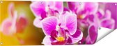Gards Tuinposter Paarse Orchidee Bloemen - 120x40 cm - Tuindoek - Tuindecoratie - Wanddecoratie buiten - Tuinschilderij