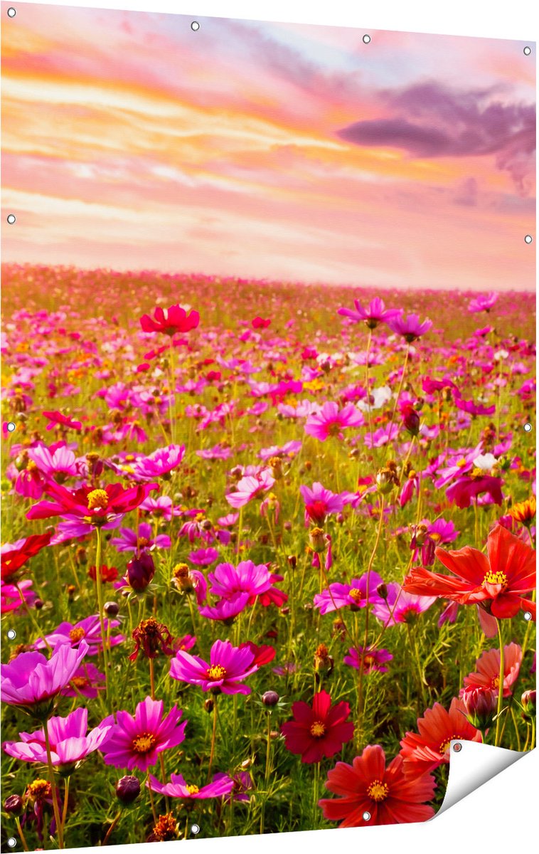 Gards Tuinposter Kleurrijke Kosmos Bloemenveld - 120x160 cm - Tuindoek - Tuindecoratie - Wanddecoratie buiten - Tuinschilderij Multikleur