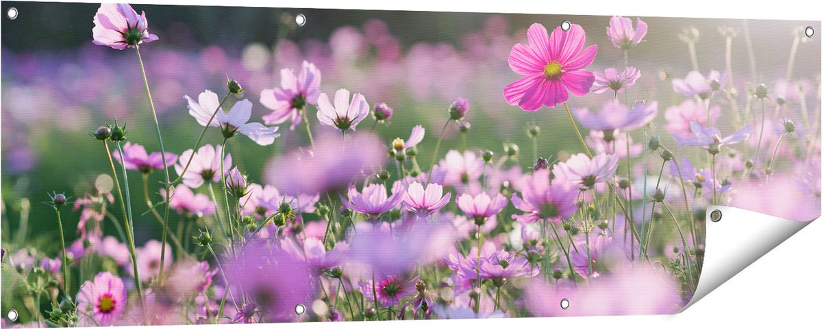 Gards Tuinposter Bloemenveld met Paarse Kosmos - 150x50 cm - Tuindoek - Tuindecoratie - Wanddecoratie buiten - Tuinschilderij Multikleur
