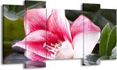 GroepArt - Schilderij - Bloem - Roze, Wit, Groen - 120x65 5Luik - Foto Op Canvas - GroepArt 6000+ Schilderijen 0p Canvas Art Collectie - Wanddecoratie