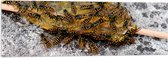 Acrylglas - Honinglepel vol Wespen - 120x40 cm Foto op Acrylglas (Met Ophangsysteem)