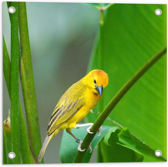 Tuinposter – Gele Vogel met Donkere Snavel lopend over Dunne Tak van Groen Blad - 50x50 cm Foto op Tuinposter (wanddecoratie voor buiten en binnen)