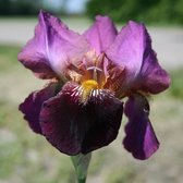 6x Baardiris - Iris Germanica ‘Senlac’ - Pot 9x9cm