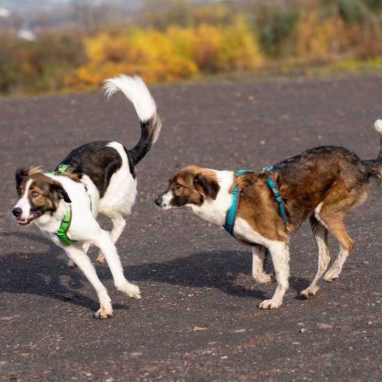 AnnyX verstelbare Hondenriem FUN Kaneel/Bruin Lengte 3 meter 2,5cm breed bol