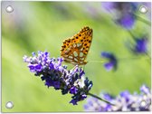 Tuinposter – Gele Vlinder op Lavendelbloem in Italië - 40x30 cm Foto op Tuinposter (wanddecoratie voor buiten en binnen)