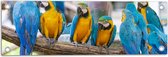 Tuinposter – Groepje Are Papegaaien met Blauwe en Gele Veren op Tak - 60x20 cm Foto op Tuinposter (wanddecoratie voor buiten en binnen)