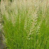 6x Struisriet - Calamagrostis acutiflora ‘Waldenbuch’ - Pot 9x9cm