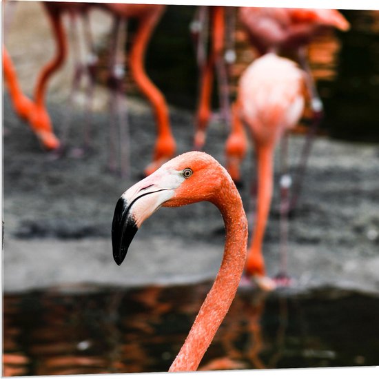 Acrylglas - Close-up van Kop van Flamingo tussen Groep Flamingo's - 80x80 cm Foto op Acrylglas (Met Ophangsysteem)