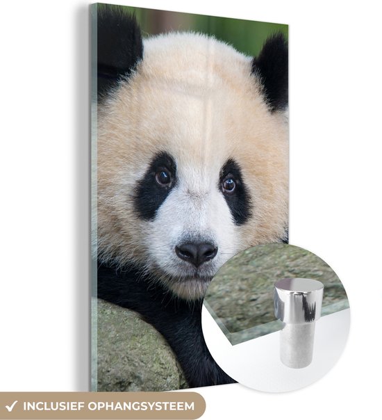 Glasschilderij - Acrylglas - Wanddecoratie - Panda - Steen - Natuur - Muurdecoratie - Schilderijen glas - 20x30 cm - Foto op glas - Woonkamer