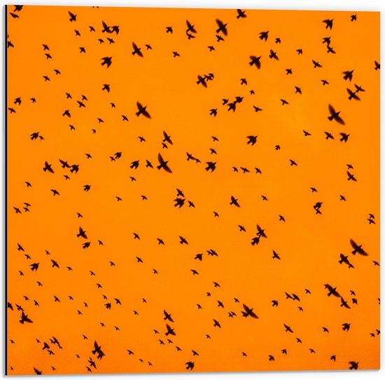 Dibond - Gele Lucht Vol met Trekkende Vogels - 50x50 cm Foto op Aluminium (Wanddecoratie van metaal)