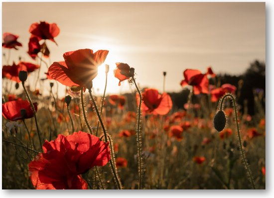 Poppy bloemen - Fotoposter 70x50