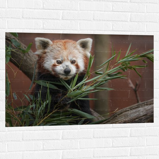 Muursticker - Rode Panda tussen de Bladeren op Boomstammen - 105x70 cm Foto op Muursticker