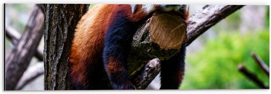 Dibond - Rode Panda Liggend op Tak van Bruine Boom - 60x20 cm Foto op Aluminium (Wanddecoratie van metaal)