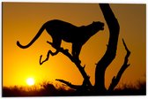 Dibond - Silhouet van Luipaard op Tak tijdens Feloranje Zonsondergang - 60x40 cm Foto op Aluminium (Met Ophangsysteem)