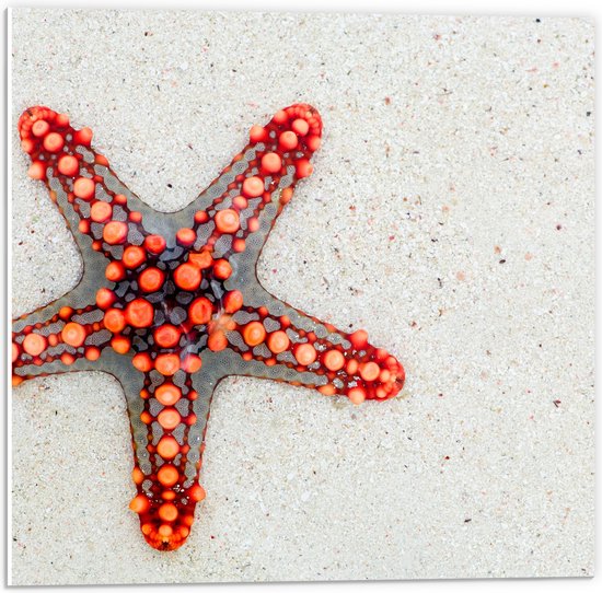 PVC Schuimplaat - Rode Stekelster op het Zand - 50x50 cm Foto op PVC Schuimplaat (Met Ophangsysteem)