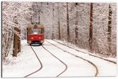 Dibond - Rode Tram rijdend door Bos vol Bomen in de Winter - 60x40 cm Foto op Aluminium (Met Ophangsysteem)