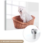 MuchoWow® Glasschilderij - Maltezer hond zit in een mand - 30x20 cm - Acrylglas Schilderijen - Foto op Glas