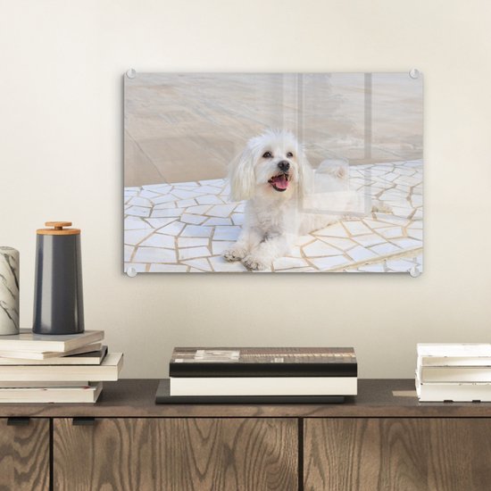 ® Glasschilderij 30x20 cm - Schilderij acrylglas - Een Maltezer hond ligt op een pad - Foto op glas - Muurdecoratie woonkamer - Wanddecoratie slaapkamer - Schilderijen