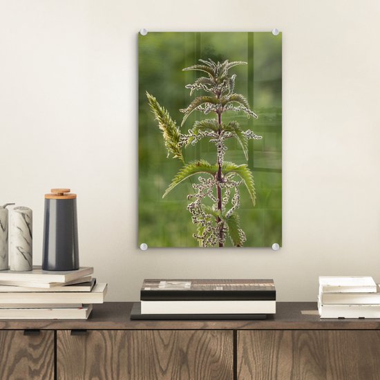 Une ortie en fleur Plexiglas 20x30 cm - petit - Tirage photo sur Glas (décoration murale en plexiglas)