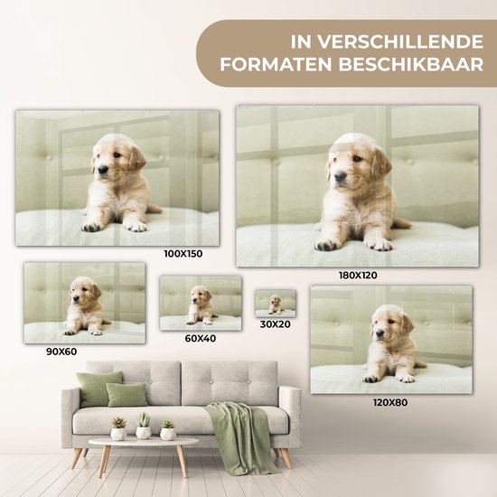 Chiot Golden Retriever allongé sur le canapé Plexiglas 30x20 cm - petit - Tirage photo sur Glas (décoration murale en plexiglas)