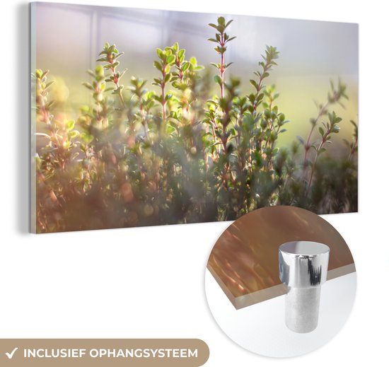 MuchoWow® Glasschilderij 40x20 cm - Schilderij acrylglas - Winters zonlicht verlicht de tijm planten in de natuur - Foto op glas - Schilderijen