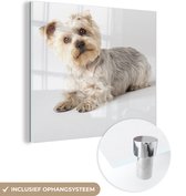 MuchoWow® Glasschilderij 50x50 cm - Schilderij acrylglas - Yorkshire Terrier kijkt in de camera - Foto op glas - Schilderijen